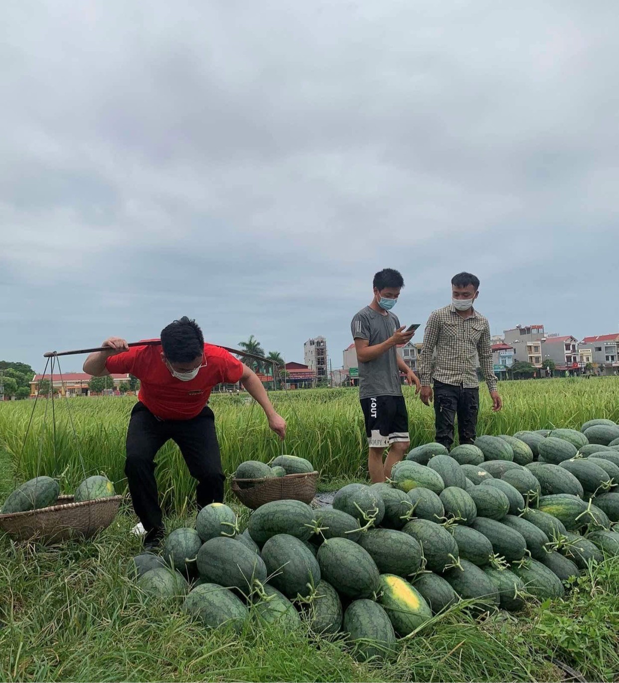 Cần biết - Sáng kiến giải cứu dưa hấu thành nước ép sinh tố bổ sung năng lượng cho “chiến sĩ áo trắng chống dịch covid” tại Bắc Giang (Hình 2).