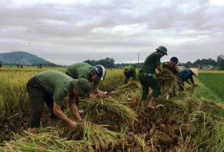 Xã hội - Hà Tĩnh: Bão số 10 áp sát, quân - dân hối hả gặt lúa xanh về nhà (Hình 4).