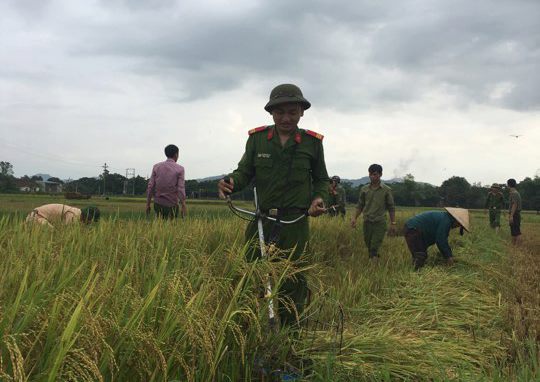 Xã hội - Hà Tĩnh: Bão số 10 áp sát, quân - dân hối hả gặt lúa xanh về nhà (Hình 5).