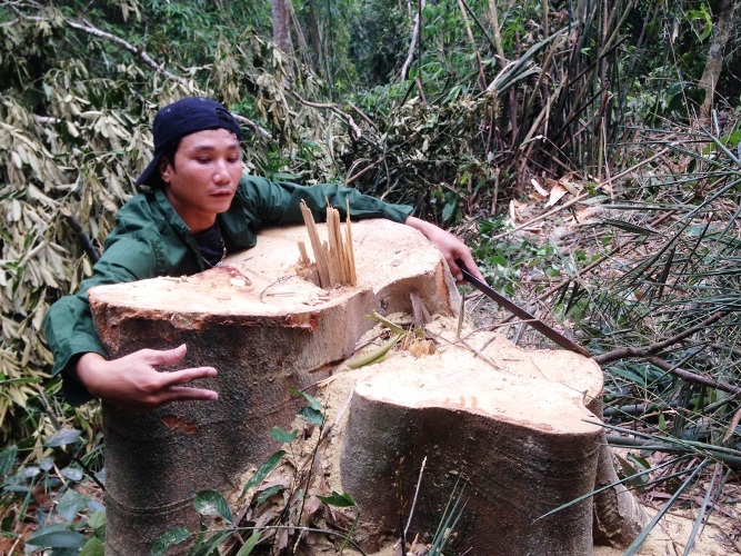 Điểm nóng - Vụ lâm tặc xẻ thịt rừng xanh Xuân Chinh: Dân đốn gỗ về sửa nhà?