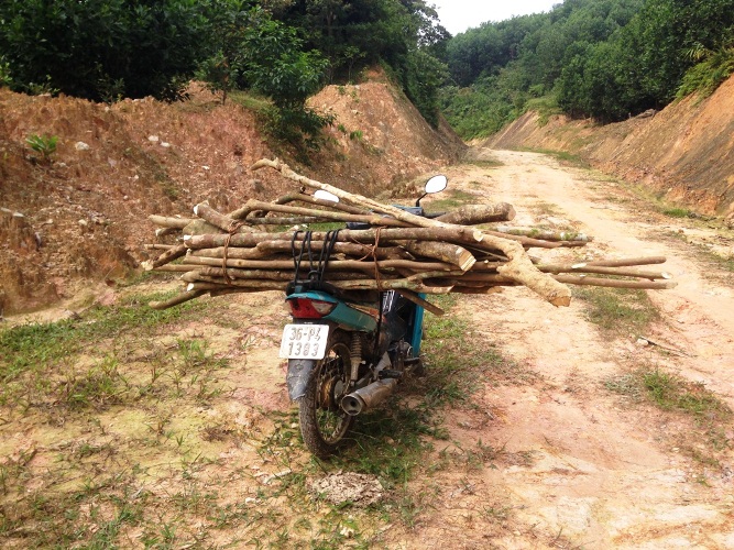 Tiêu dùng & Dư luận - Thanh Hóa: Thương lái Trung Quốc đổ xô mua cây Ba Chạc? (Hình 3).