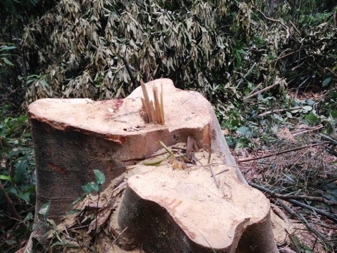 Điểm nóng - Thanh Hóa: Đã xác định được đối tượng phá rừng ở Xuân Chinh (Hình 2).