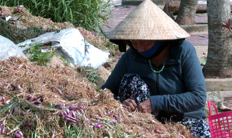 Tiêu dùng & Dư luận - Quảng Ngãi: Dân đổ xô ra đồng “mót” hành tím non bị ngập nước (Hình 3).