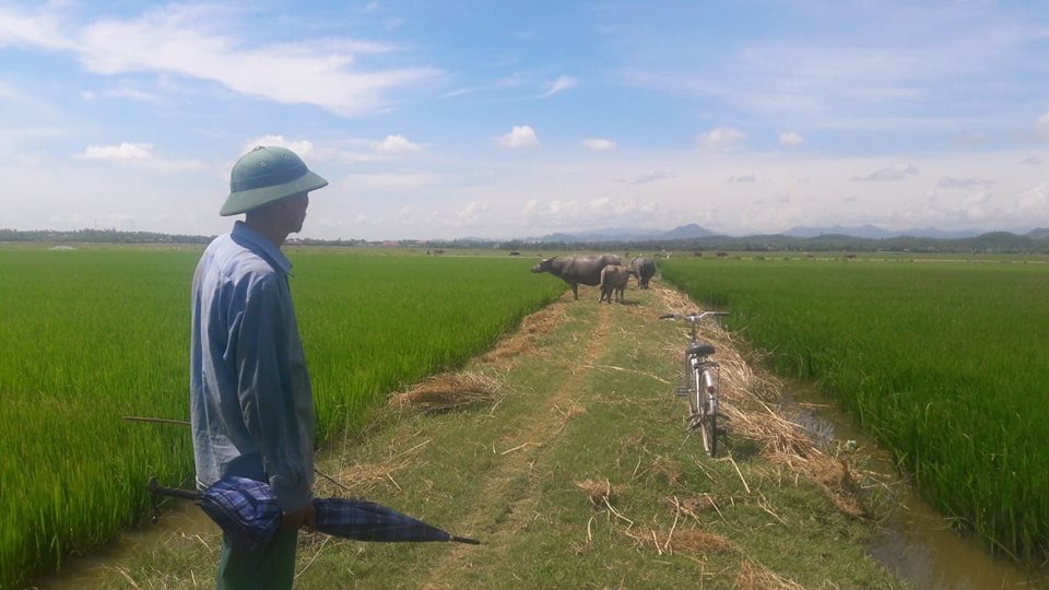 Tin nhanh - Vụ đóng phí đồng cỏ cho trâu bò: Bán cả ruộng lúa tái sinh của dân?