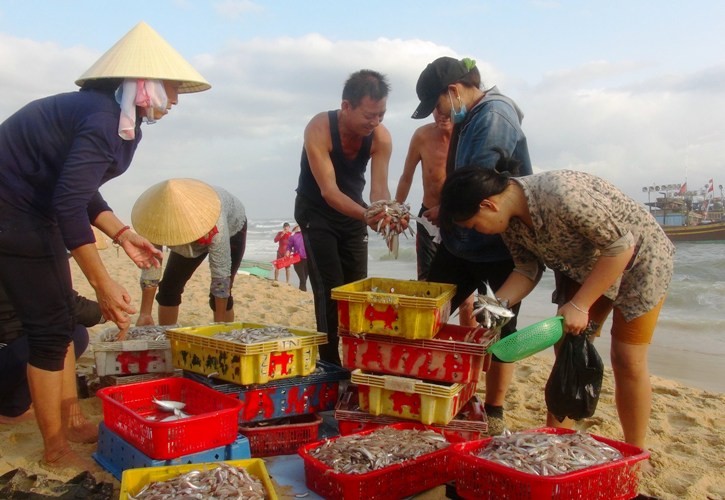 Thương lái thu mua cá ngay tại bờ biển.