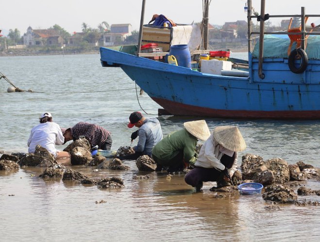 Những ngày này, đi dọc bờ sông Gianh, đoạn chảy ra địa phận phường Quảng Phong, TX.Ba Đồn, tỉnh Quảng Bình, có hàng chục người dân đang lần theo những ghềnh đá bắt hàu, có người lặn ngụp sâu dưới nước để tìm hàu. 