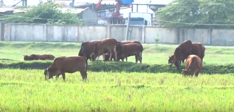 An ninh - Hình sự - Hàng chục trâu bò bị trộm trong đêm, dân hoang mang tìm cách bảo vệ