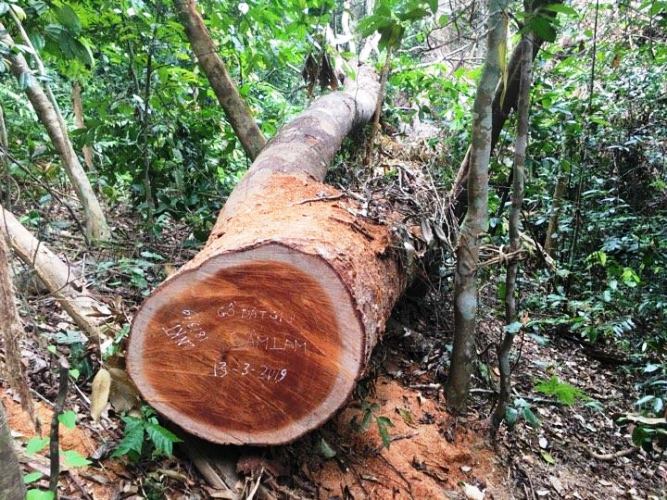 An ninh - Hình sự - Khởi tố nguyên trạm trưởng trạm bảo vệ rừng tại Quảng Bình (Hình 2).