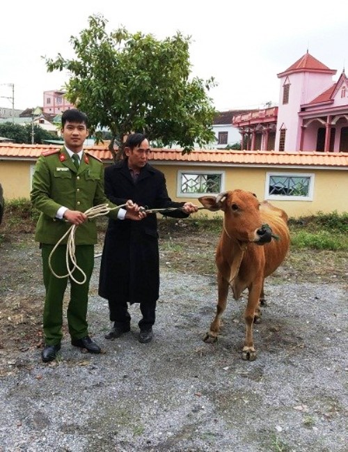 An ninh - Hình sự - Bắt quả tang đôi nam nữ trộm trâu bò mang về mổ giết thịt  (Hình 2).