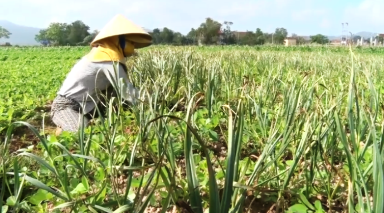 Tin nhanh - Cận cảnh công đoạn thu hoạch thứ cây gia vị cho thu nhập hàng chục triệu đồng một năm