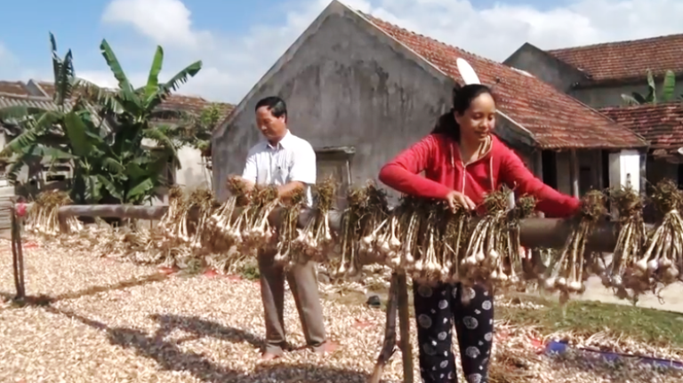 Tin nhanh - Cận cảnh công đoạn thu hoạch thứ cây gia vị cho thu nhập hàng chục triệu đồng một năm (Hình 2).