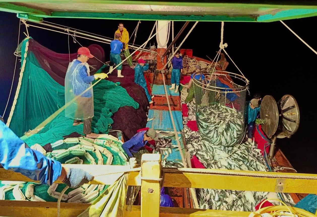 Dân sinh - Cận cảnh mẻ cá nục 250 tấn ngư dân Quảng Bình trúng đậm 2,5 tỷ đồng