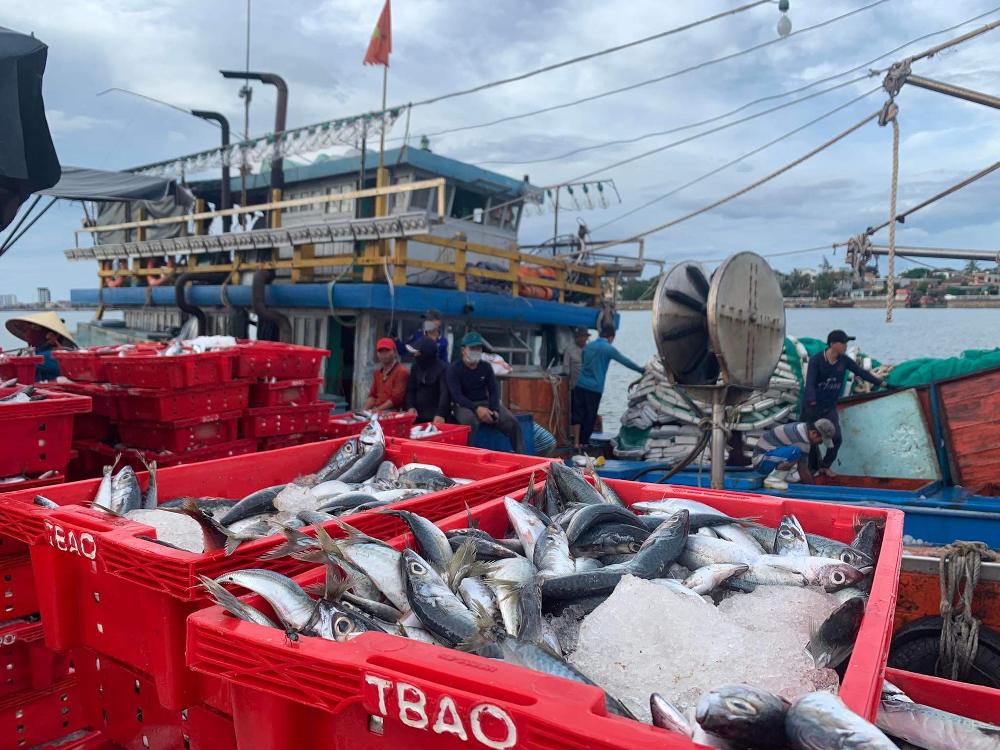 Dân sinh - Cận cảnh mẻ cá nục 250 tấn ngư dân Quảng Bình trúng đậm 2,5 tỷ đồng (Hình 6).
