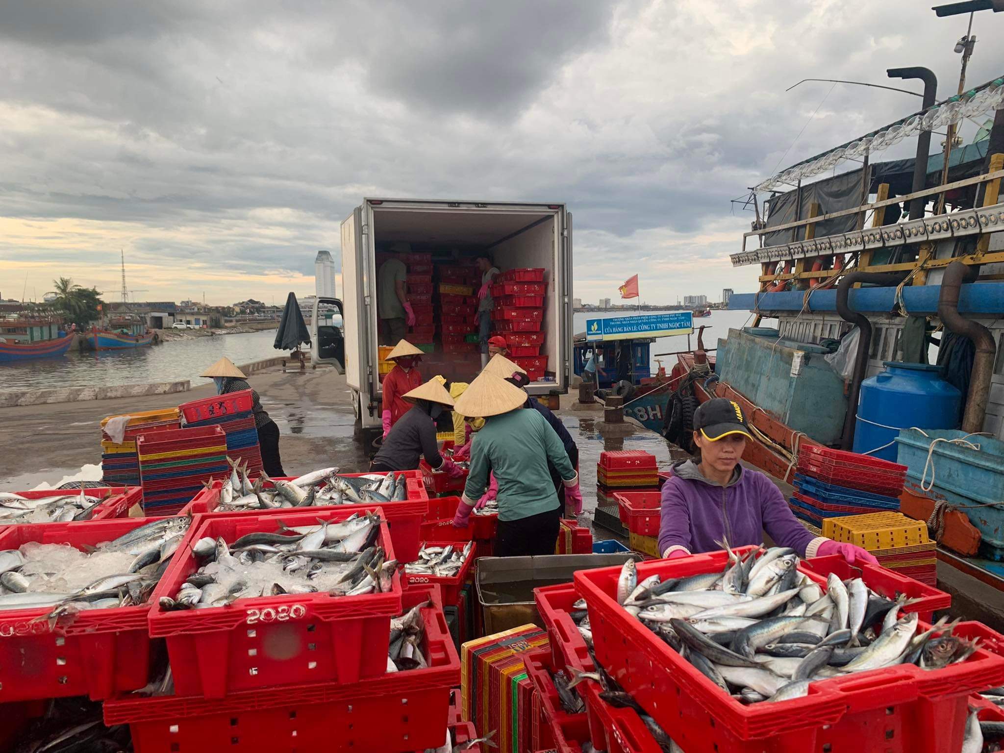 Dân sinh - Cận cảnh mẻ cá nục 250 tấn ngư dân Quảng Bình trúng đậm 2,5 tỷ đồng (Hình 4).