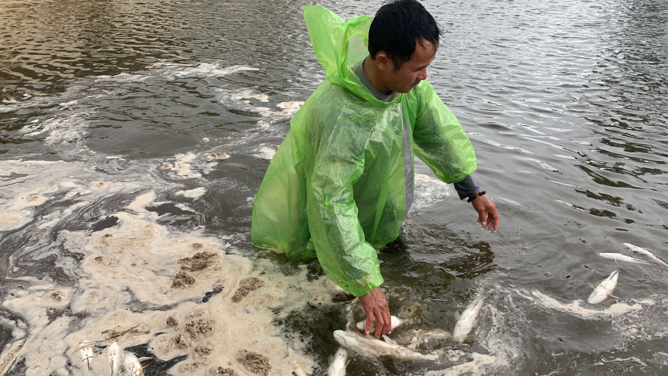 Dân sinh - Sét đánh khiến hành tấn cá lóc trong hồ của người dân chết trắng (Hình 4).