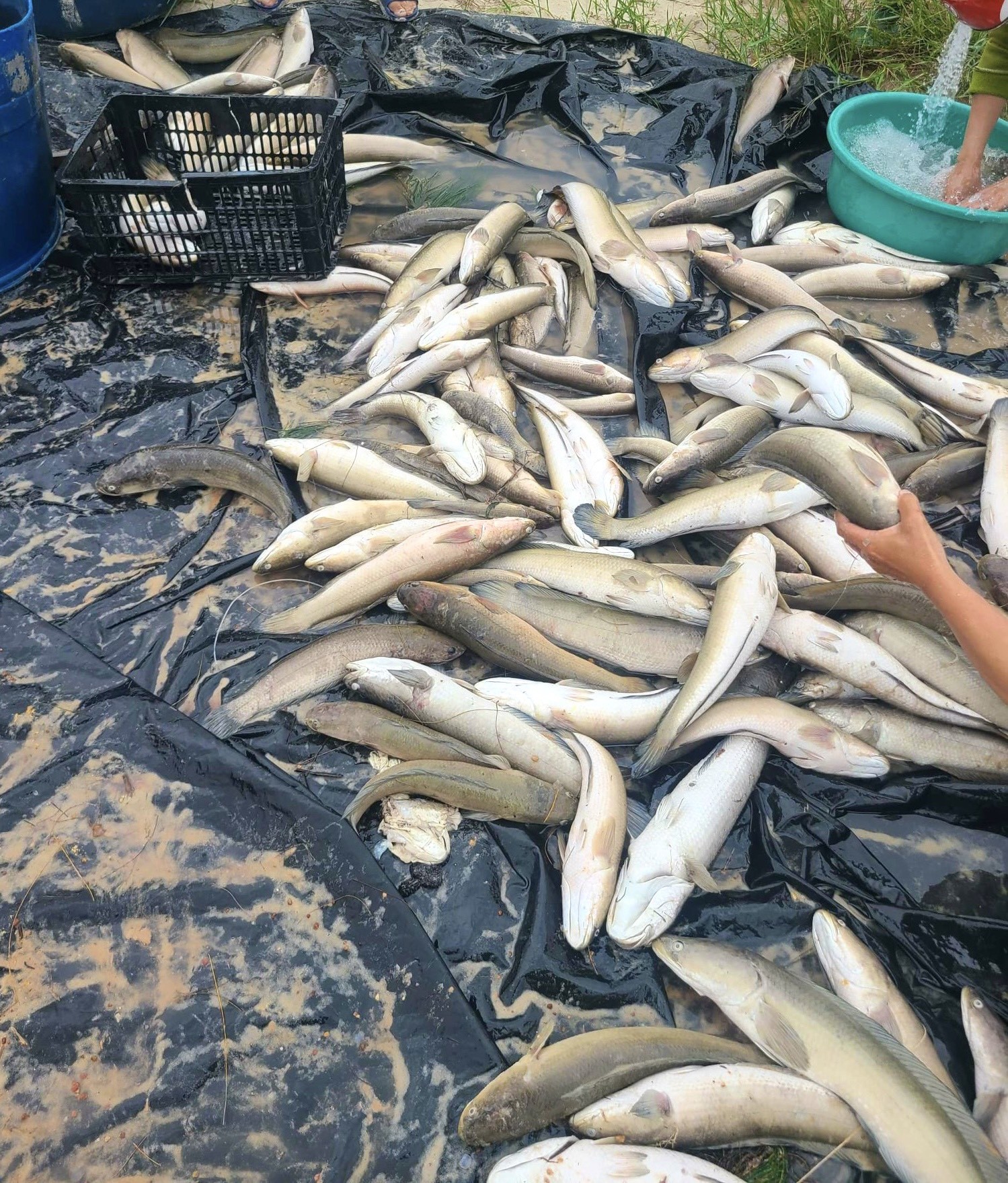 Dân sinh - Sét đánh khiến hành tấn cá lóc trong hồ của người dân chết trắng