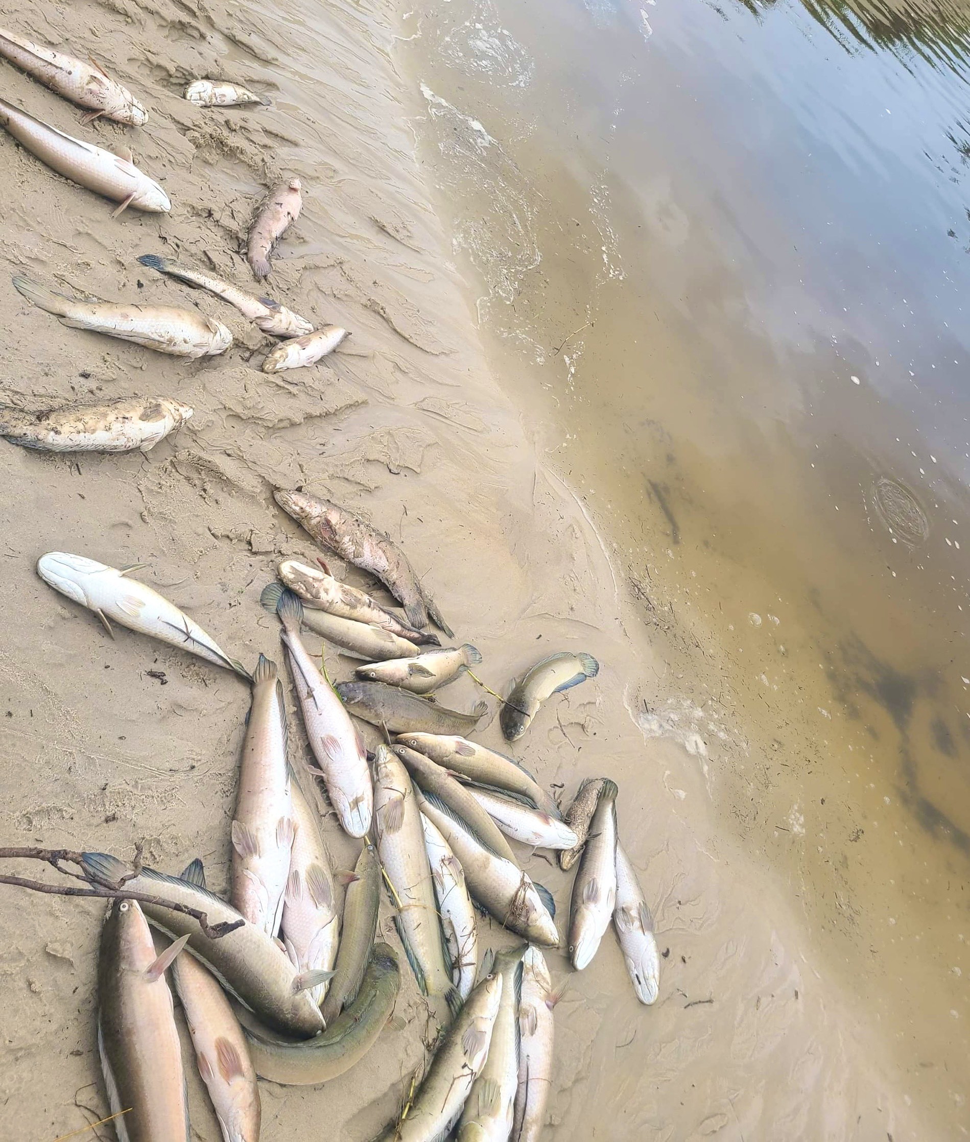 Dân sinh - Sét đánh khiến hành tấn cá lóc trong hồ của người dân chết trắng (Hình 3).