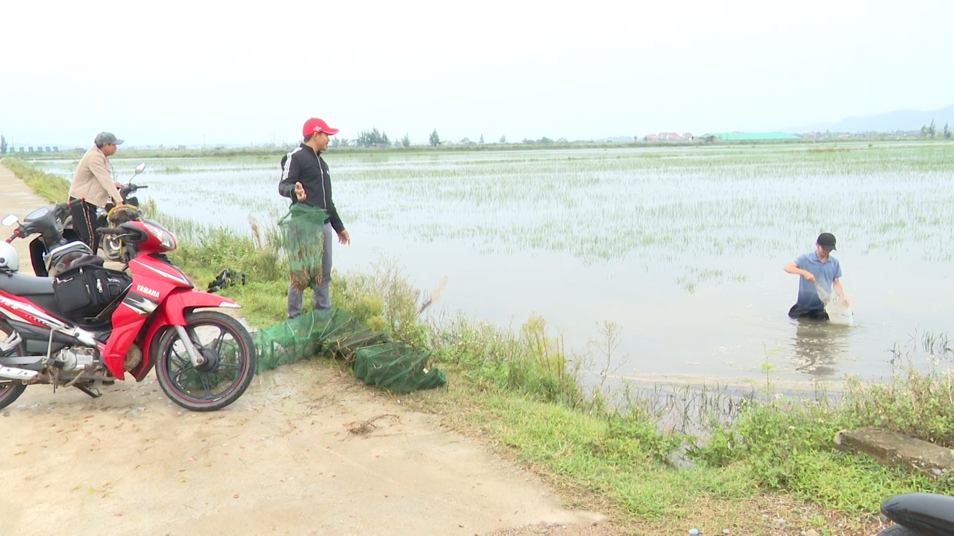 Dân sinh - Quảng Bình bất ngờ xuất hiện thứ 'đặc sản' dày đặc trên cánh đồng  (Hình 3).