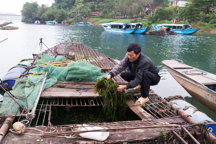 Dân sinh - Nghề nuôi loài cá 'đặc sản' trên miền di sản Phong Nha  Kẻ Bàng (Hình 3).