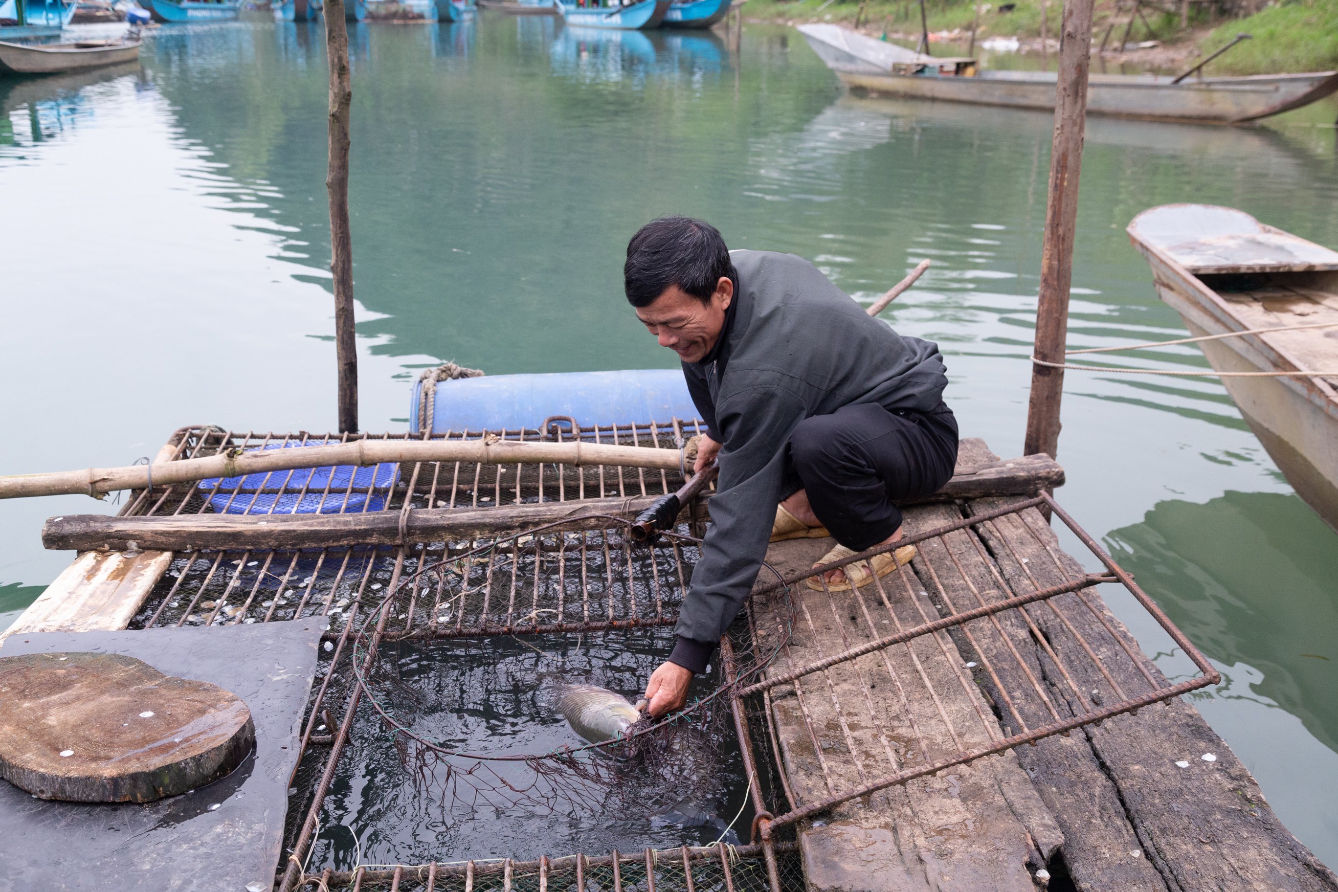 Dân sinh - Nghề nuôi loài cá 'đặc sản' trên miền di sản Phong Nha  Kẻ Bàng (Hình 2).