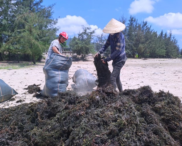 Dân sinh - Cận cảnh lặn tìm 'lộc trời' dưới biển cho thu nhập tiền triệu một ngày (Hình 6).