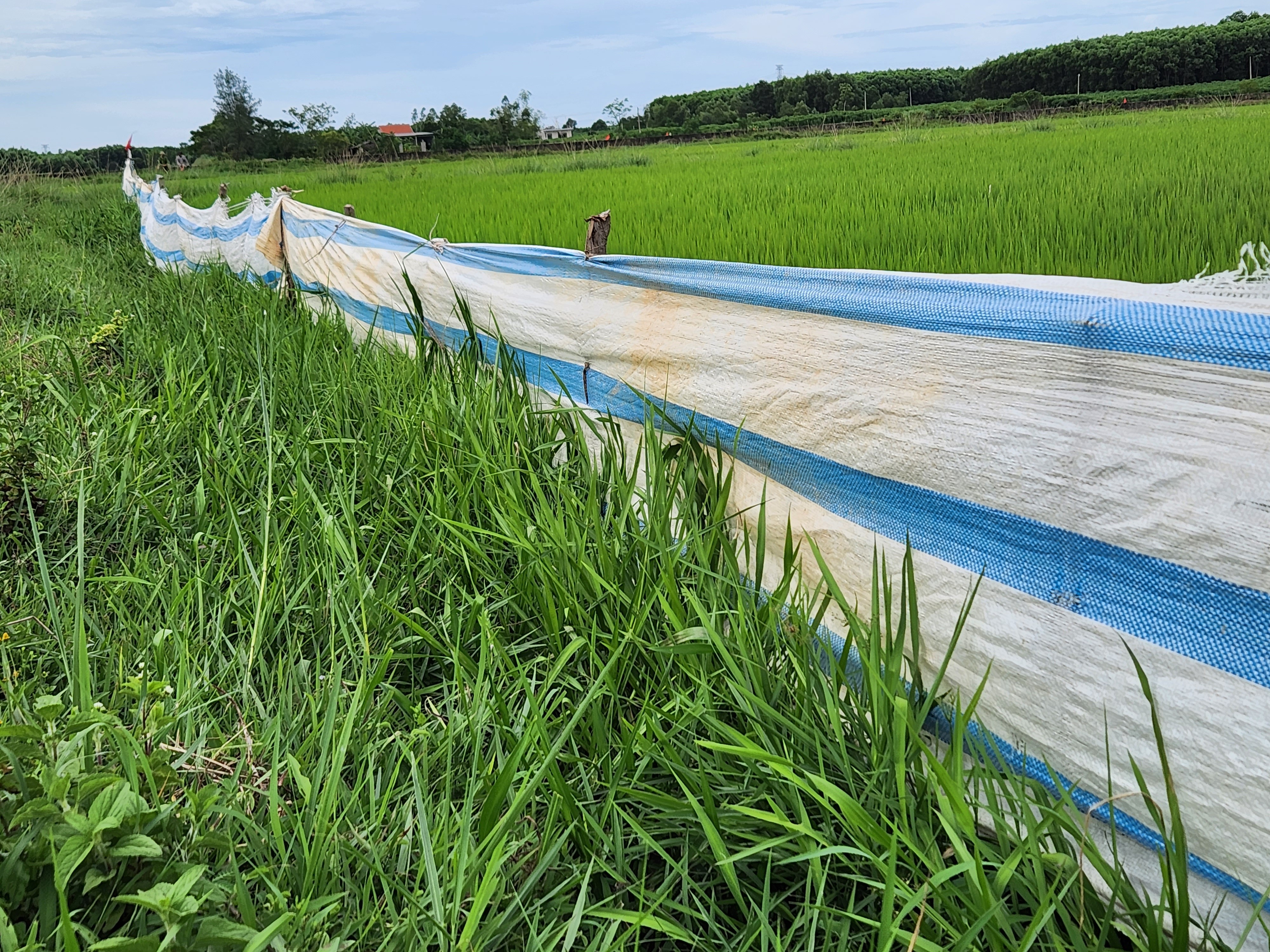 Dân sinh - Quảng Bình: Lý do nông dân chọn thợ hồ, bỏ hoang hơn 6000 ha đất lúa (Hình 3).