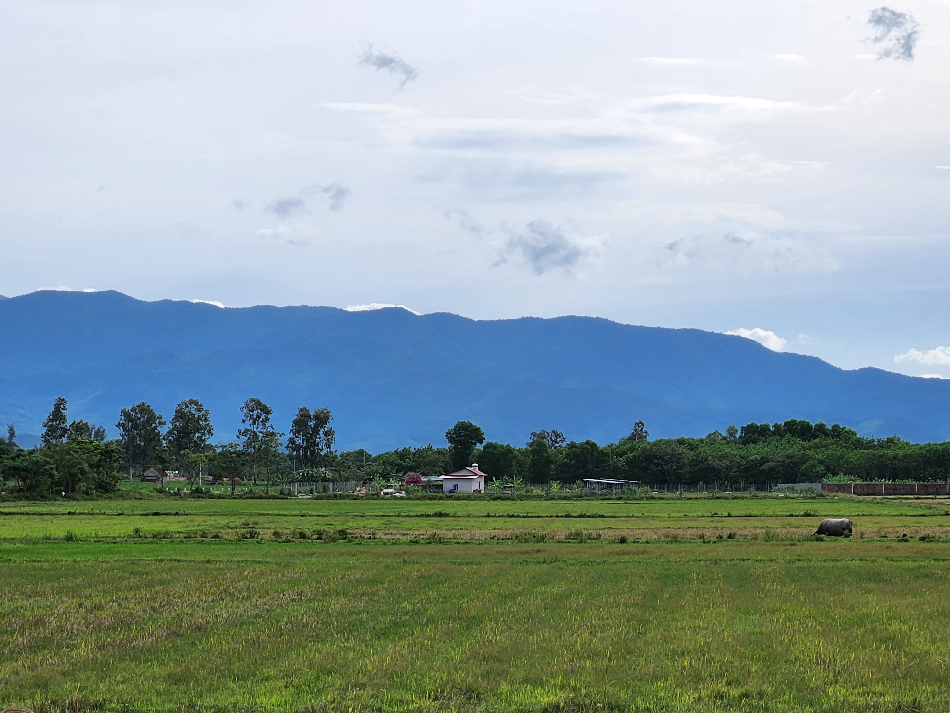 Dân sinh - Quảng Bình: Lý do nông dân chọn thợ hồ, bỏ hoang hơn 6000 ha đất lúa