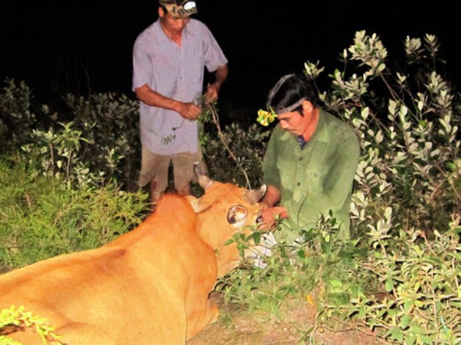 Dân sinh - Lạ lùng bỏ“đầu cơ nghiệp” phó mặc cho núi rừng (Hình 3).