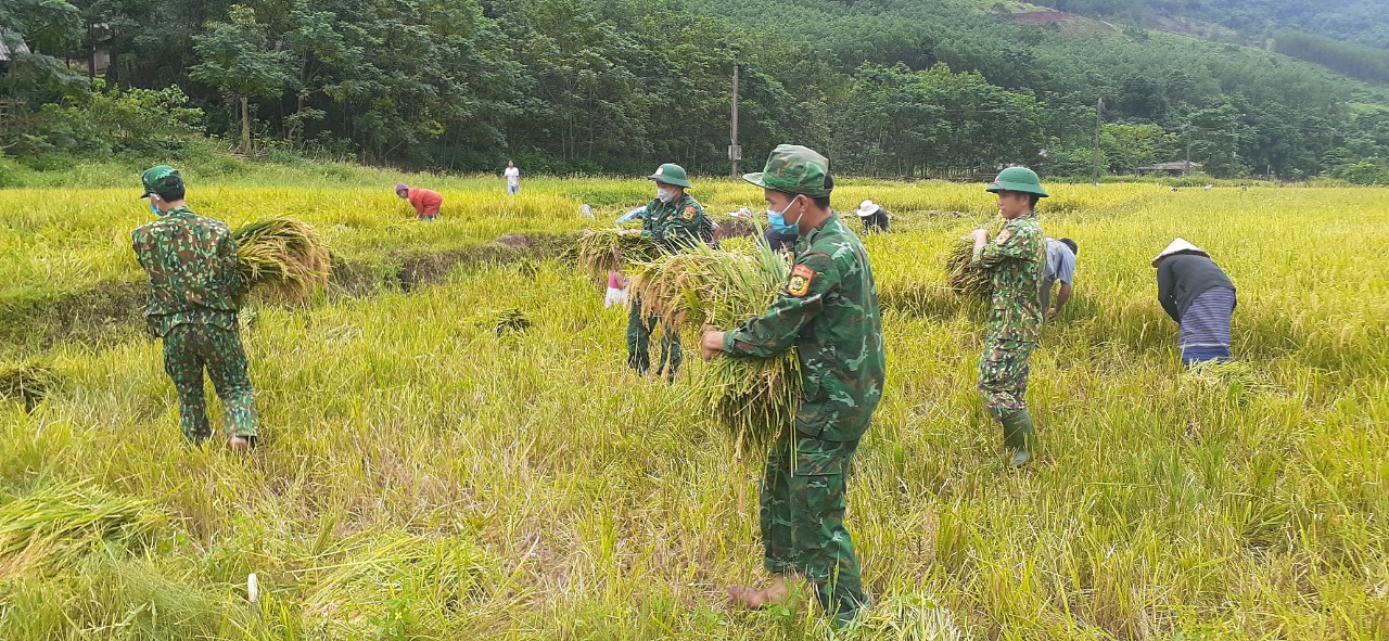 Dân sinh - Ảnh: Cánh đồng lúa vùng biên giới thấm đẫm tình quân dân (Hình 3).