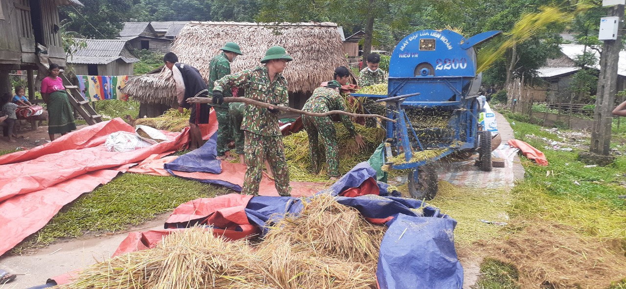 Dân sinh - Ảnh: Cánh đồng lúa vùng biên giới thấm đẫm tình quân dân (Hình 5).