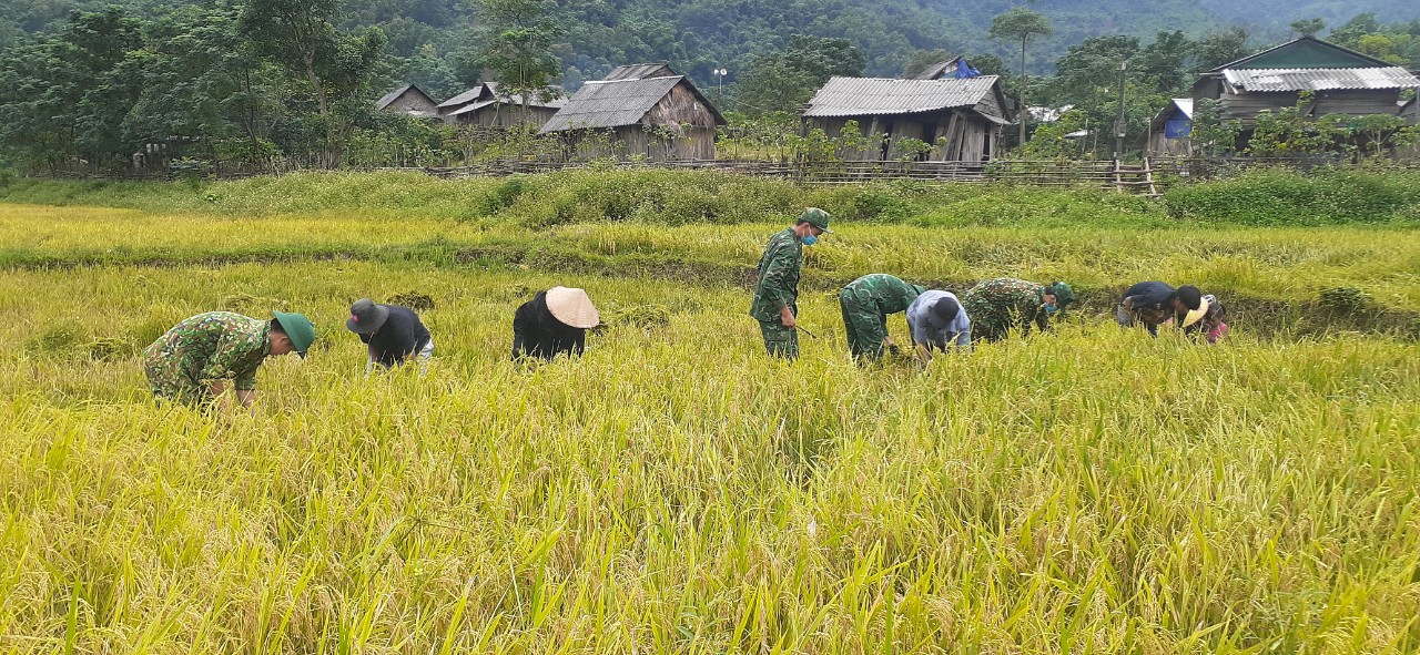 Dân sinh - Ảnh: Cánh đồng lúa vùng biên giới thấm đẫm tình quân dân (Hình 2).