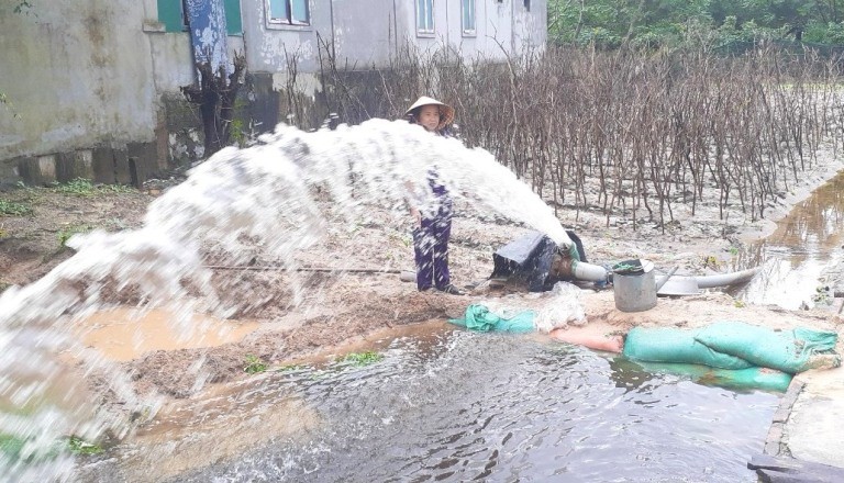 Dân sinh - Cách nông dân Quảng Bình 'cứu' vụ hoa Tết sau đợt mưa lớn (Hình 5).