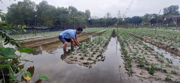 Dân sinh - Cách nông dân Quảng Bình 'cứu' vụ hoa Tết sau đợt mưa lớn (Hình 3).