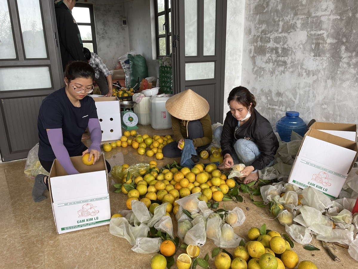 Tiêu dùng & Dư luận - Quảng Bình: 'Hái ra tiền” nhờ trồng thứ cây đặc sản của Hà Tĩnh (Hình 7).