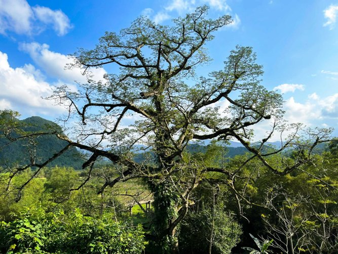 Văn hoá - Chiêm ngưỡng cây gạo hàng trăm năm tuổi ở Quảng Bình 