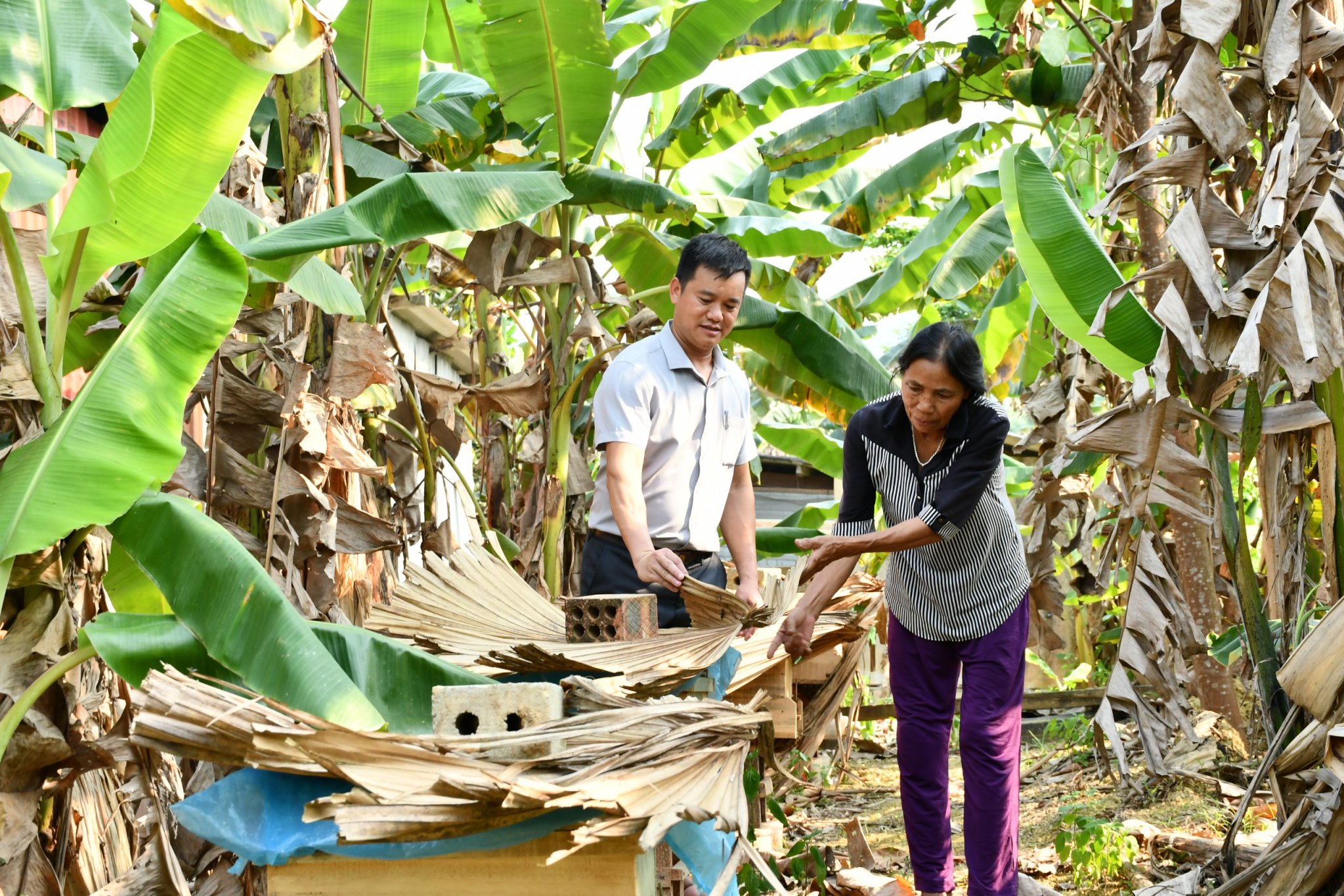 Tiêu dùng & Dư luận - Nuôi vài tổ ong thử nghiệm, không lâu sau có hàng trăm đàn ong mật, người dân thu 'lãi khủng'