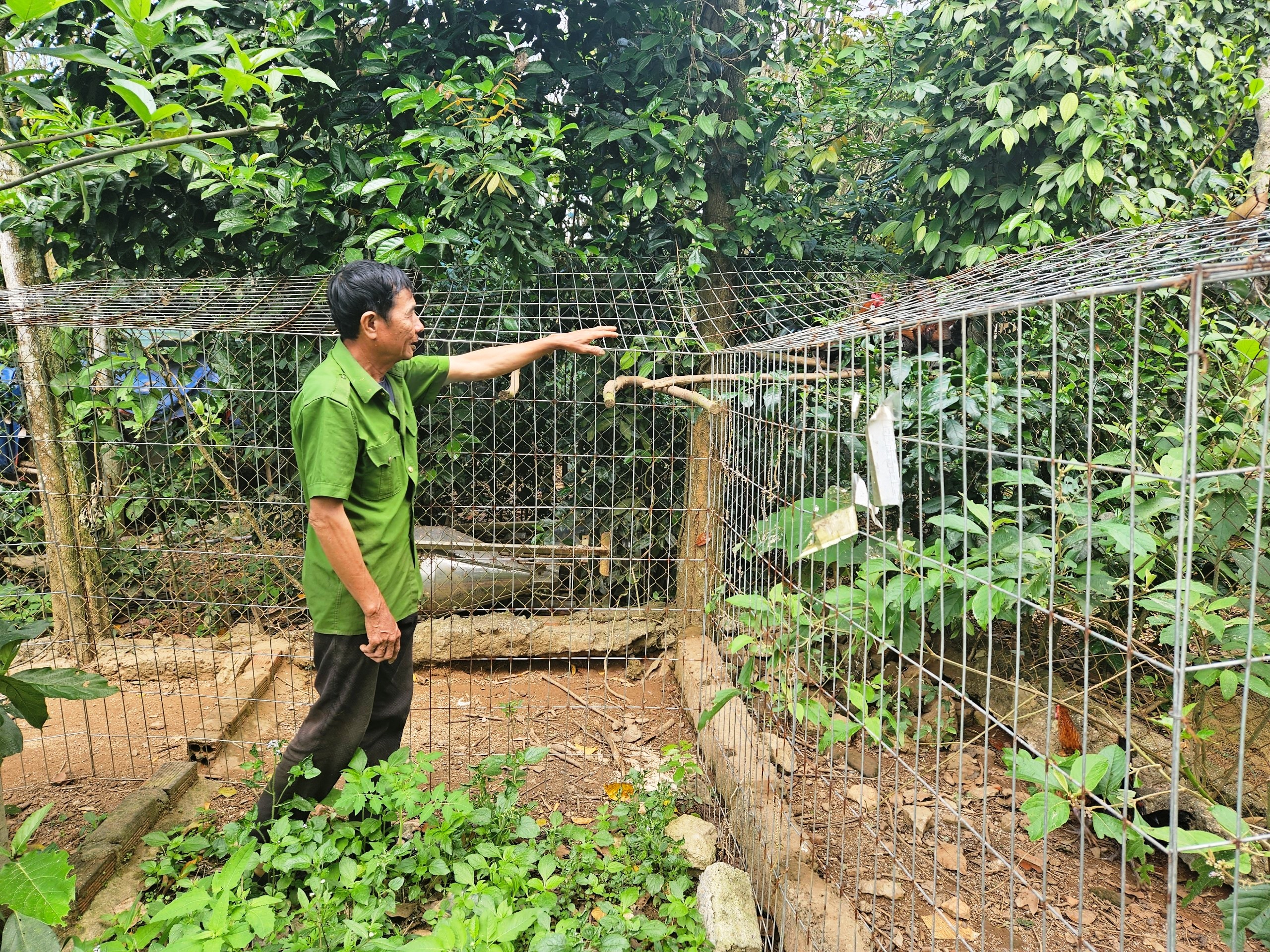 Dân sinh - Lão nông chia sẻ bí quyết nuôi gà rừng, bán 5 triệu/con (Hình 3).