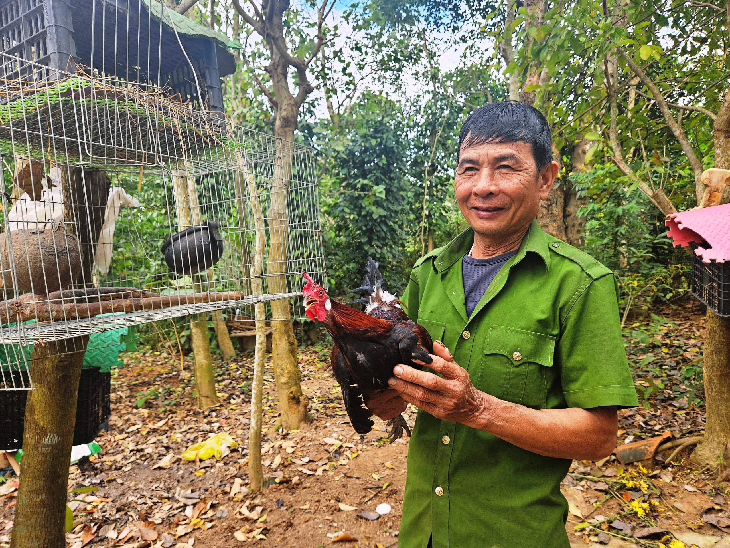Dân sinh - Lão nông chia sẻ bí quyết nuôi gà rừng, bán 5 triệu/con