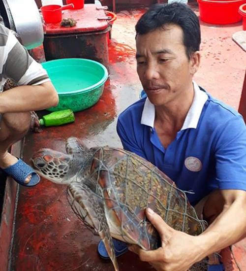 Rùa biển quý hiếm nặng hơn 8kg sa lưới ngư dân Nghệ An