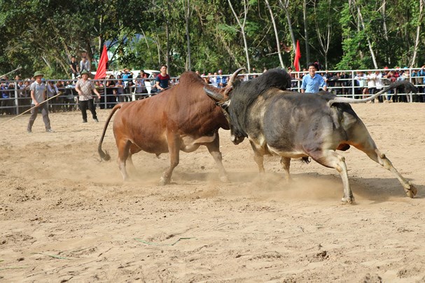 Tin nhanh - Khai hội chọi bò tri ân các thầy cô giáo nhân ngày 20/11 (Hình 2).