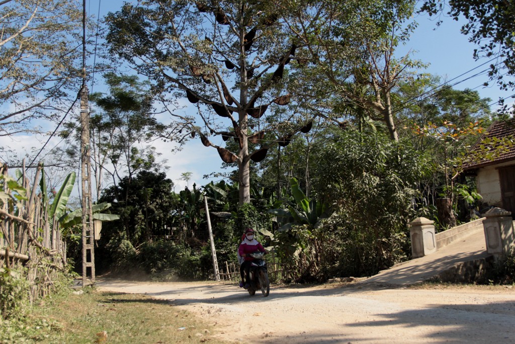 “Dù mỗi năm có cả phi mật ong treo trên cây nhưng chúng tôi chưa năm nào lấy mật, sữa ong chúa. Có một người đến trả 80 – 90 triệu đồng nhưng mẹ tôi từ chối không bán”, chị Như cho hay.