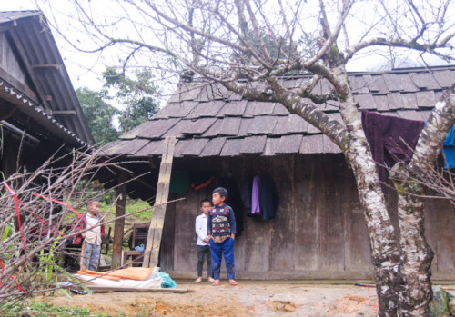 Tiêu dùng & Dư luận - Thú chơi đào xứ Nghệ: Cành càng khô cằn, rêu mốc, hét giá càng cao (Hình 5).