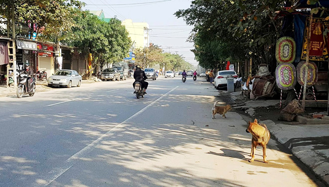 Sức khỏe - Nghệ An báo động tình trạng chó thả rông cắn người tử vong tăng cao (Hình 2).