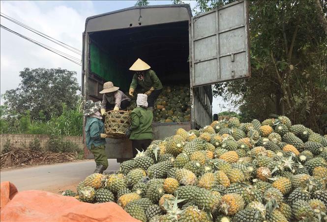 Tiêu dùng & Dư luận - Dứa ngọt giảm giá sốc, chua chát lòng nông dân (Hình 2).