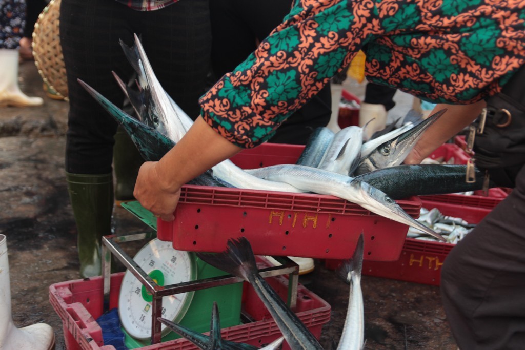 Dân sinh - “Đột nhập” bến cá bậc nhất Cửa Lò vào sáng bình minh (Hình 6).