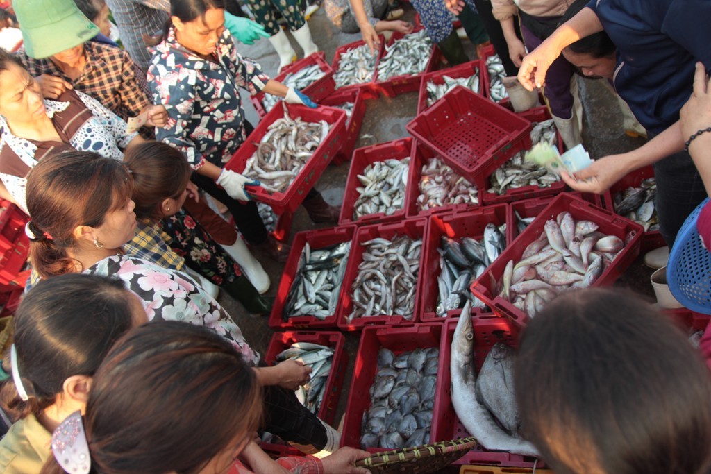 Dân sinh - “Đột nhập” bến cá bậc nhất Cửa Lò vào sáng bình minh (Hình 7).