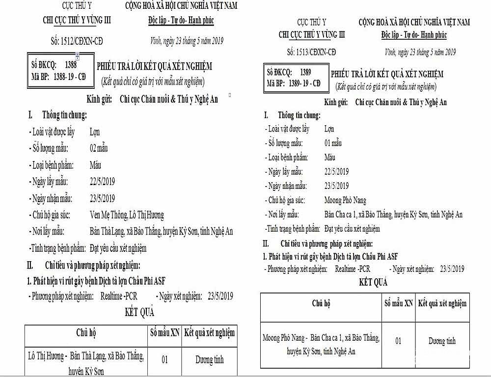 Sức khỏe - Nguyên nhân dịch tả lợn châu Phi ở các xã biên giới ở Nghệ An lan rộng 