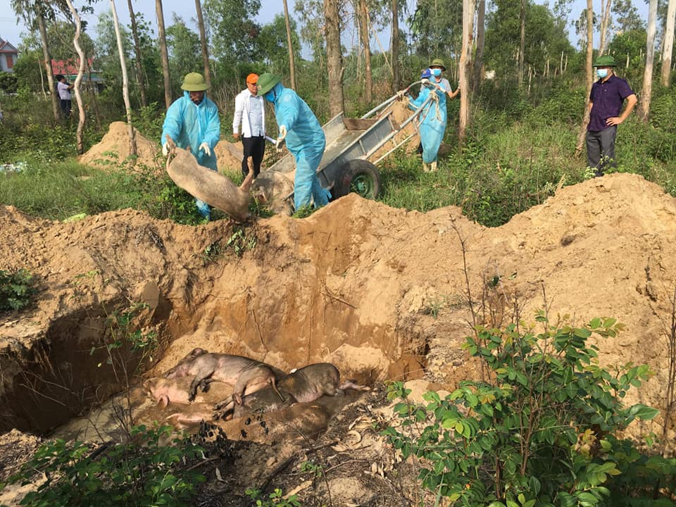 An ninh - Hình sự - Tung tin “đào trộm lợn dịch tả mang bán”, người phụ nữ bị phạt 2,5 triệu (Hình 2).