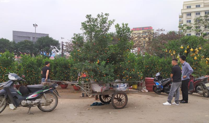 Tin nhanh - Đào quất hạ giá chiều 30 Tết, người mua vẫn thưa thớt (Hình 3).