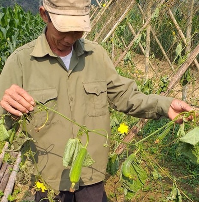 An ninh - Hình sự - Điều tra vụ vườn mướp của một cựu chiến binh bị kẻ gian chặt phá tan hoang